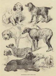 Birmingham Show, Prize Dogs